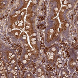 Invitrogen EDEM2 Polyclonal Antibody 100 &mu;L | Buy Online | Invitrogen&trade; | Fisher Scientific