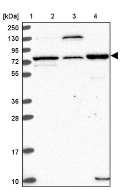 Invitrogen EDEM2 Polyclonal Antibody 100 &mu;L | Buy Online | Invitrogen&trade; | Fisher Scientific
