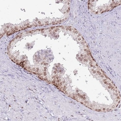Invitrogen SELH Polyclonal Antibody 100 &mu;L; Unconjugated:Antibodies,