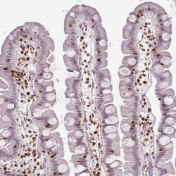 Invitrogen SELH Polyclonal Antibody 100 &mu;L; Unconjugated:Antibodies,