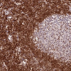 Invitrogen SELH Polyclonal Antibody 100 &mu;L; Unconjugated:Antibodies,