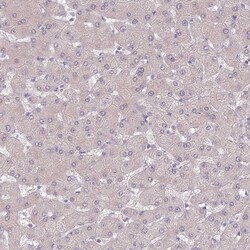 Invitrogen SLC26A6 Polyclonal Antibody 100 &mu;L; Unconjugated:Antibodies,