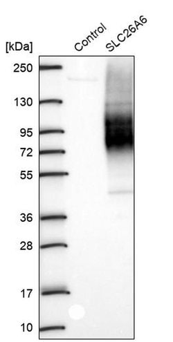 Invitrogen SLC26A6 Polyclonal Antibody 100 &mu;L; Unconjugated:Antibodies,