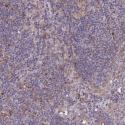Invitrogen KIAA0922 Polyclonal Antibody 100 &mu;L; Unconjugated:Antibodies,