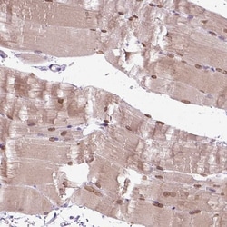 Invitrogen FAM184B Polyclonal Antibody 100 &mu;L; Unconjugated:Antibodies,