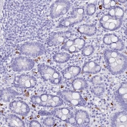 Invitrogen MYADML2 Polyclonal Antibody 100 &mu;L; Unconjugated:Antibodies,
