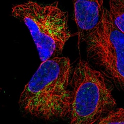 Invitrogen MRPS9 Polyclonal Antibody 100 &mu;L; Unconjugated:Antibodies,