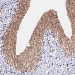 Invitrogen TMEM55B Polyclonal Antibody 100 &mu;L; Unconjugated:Antibodies,