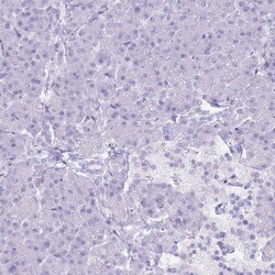 Invitrogen MTSS1L Polyclonal Antibody 100 &mu;L; Unconjugated:Antibodies,