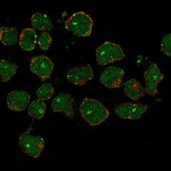 Invitrogen CCDC42B Polyclonal Antibody 100 &mu;L; Unconjugated:Antibodies,