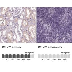 Invitrogen TMEM27 Polyclonal Antibody 100 &mu;L; Unconjugated:Antibodies,