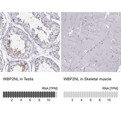Invitrogen WBP2NL Polyclonal Antibody 100 &mu;L; Unconjugated:Antibodies,