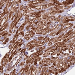Invitrogen GAS2L3 Polyclonal Antibody 100 &mu;L | Buy Online | Invitrogen&trade; | Fisher Scientific