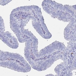 Invitrogen MAT1A Polyclonal Antibody 100 &mu;L; Unconjugated:Antibodies,