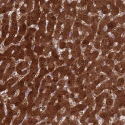 Invitrogen MAT1A Polyclonal Antibody 100 &mu;L; Unconjugated:Antibodies,