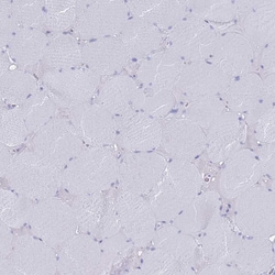 Invitrogen MAT1A Polyclonal Antibody 100 &mu;L; Unconjugated:Antibodies,