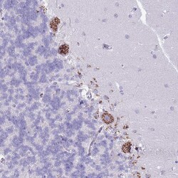 Invitrogen C20orf96 Polyclonal Antibody 100 &mu;L; Unconjugated:Antibodies,