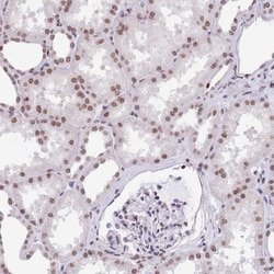 HIST3H2BB Polyclonal Antibody:Antibodies, Polyclonal