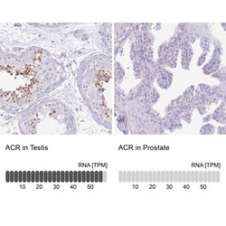 Invitrogen Acrosin Polyclonal Antibody 100 &mu;L; Unconjugated:Antibodies,