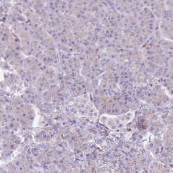 Invitrogen TINAGL1 Polyclonal Antibody 100 &mu;L; Unconjugated:Antibodies,