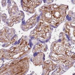 Invitrogen TINAGL1 Polyclonal Antibody 100 &mu;L; Unconjugated:Antibodies,