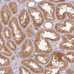 Invitrogen RNF31 Polyclonal Antibody 100 &mu;L; Unconjugated:Antibodies,