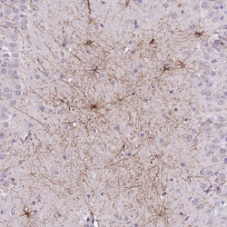 Invitrogen SHCBP1 Polyclonal Antibody 100 &mu;L; Unconjugated:Antibodies,