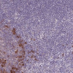 Invitrogen LTB Polyclonal Antibody 100 &mu;L; Unconjugated:Antibodies,