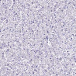 Invitrogen TBC1D10B Polyclonal Antibody 100 &mu;L; Unconjugated:Antibodies,