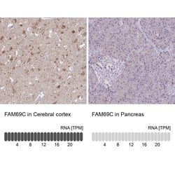 Invitrogen FAM69C Polyclonal Antibody 100 &mu;L; Unconjugated:Antibodies,