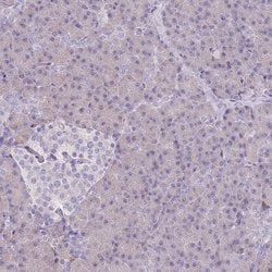 Invitrogen FAM69C Polyclonal Antibody 100 &mu;L; Unconjugated:Antibodies,
