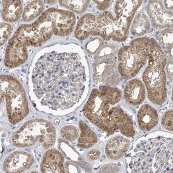 Invitrogen SLC9A7 Polyclonal Antibody 100 &mu;L; Unconjugated:Antibodies,
