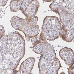 Invitrogen DERL2 Polyclonal Antibody 100 &mu;L; Unconjugated:Antibodies,