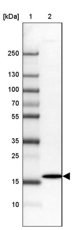 Invitrogen DERL2 Polyclonal Antibody 100 &mu;L | Buy Online | Invitrogen&trade; | Fisher Scientific