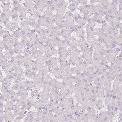 Invitrogen RFX2 Polyclonal Antibody 100 &mu;L; Unconjugated:Antibodies,