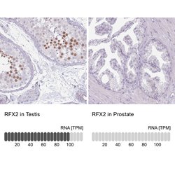 Invitrogen RFX2 Polyclonal Antibody 100 &mu;L; Unconjugated:Antibodies,