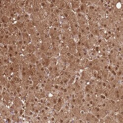 Invitrogen LPPR2 Polyclonal Antibody 100 &mu;L; Unconjugated:Antibodies,