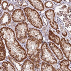 Invitrogen DCAF12L2 Polyclonal Antibody 100 &mu;L; Unconjugated:Antibodies,