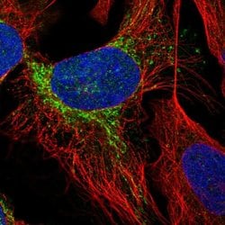 Invitrogen PLEKHJ1 Polyclonal Antibody 100 &mu;L; Unconjugated:Antibodies,