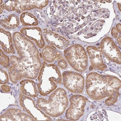 Invitrogen PLEKHJ1 Polyclonal Antibody 100 &mu;L; Unconjugated:Antibodies,