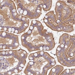 Invitrogen PLEKHJ1 Polyclonal Antibody 100 &mu;L; Unconjugated:Antibodies,