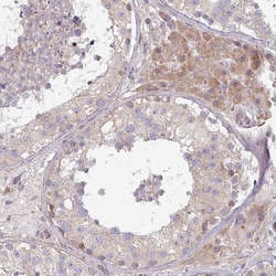 Invitrogen PLEKHJ1 Polyclonal Antibody 100 &mu;L; Unconjugated:Antibodies,