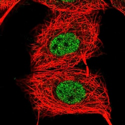 Invitrogen ZNF639 Polyclonal Antibody 100 &mu;L; Unconjugated:Antibodies,