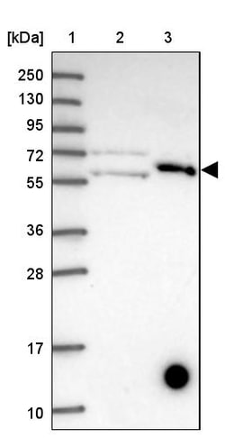 Invitrogen KLHL29 Polyclonal Antibody 100 &mu;L; Unconjugated:Antibodies,