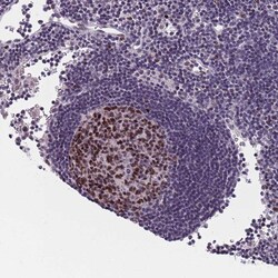 Invitrogen™ SAMD1 Polyclonal Antibody