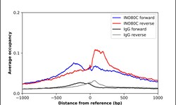 Invitrogen INO80C Polyclonal Antibody 100 &mu;L | Buy Online | Invitrogen&trade; | Fisher Scientific