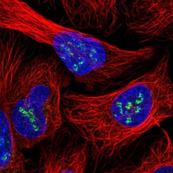 Invitrogen INO80C Polyclonal Antibody 100 &mu;L; Unconjugated:Antibodies,