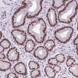 Invitrogen FAM104B Polyclonal Antibody 100 &mu;L; Unconjugated:Antibodies,