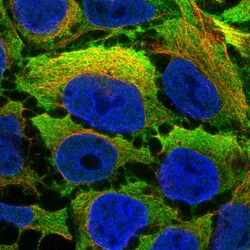 Invitrogen Calponin 2 Polyclonal Antibody 100 &mu;L; Unconjugated:Antibodies,