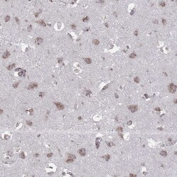 Invitrogen FMO4 Polyclonal Antibody 100 &mu;L; Unconjugated:Antibodies,
